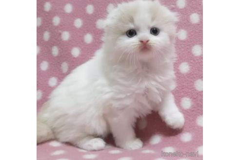 成約済の愛知県のスコティッシュフォールド(折れ耳)-86126の3枚目